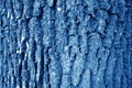 Tree bark texture in navy blue tone Royalty Free Stock Photo