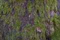 Tree bark texture. Oak wood background. Old Trunk pattern. Rough wooden skin closeup Royalty Free Stock Photo