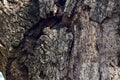 Tree bark texture. Oak wood background. Royalty Free Stock Photo