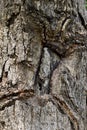 Tree bark texture. Oak wood background. Royalty Free Stock Photo