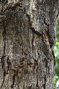 Tree bark texture. Oak wood background. Royalty Free Stock Photo