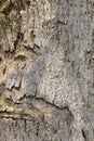 Tree bark texture. Oak wood background. Royalty Free Stock Photo