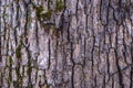 Tree bark texture. Oak wood background. Old Trunk pattern. Rough wooden skin closeup Royalty Free Stock Photo