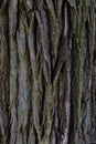 Tree bark texture. Oak wood background. Old Trunk Royalty Free Stock Photo
