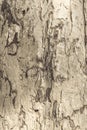 Tree bark texture.Old grunge wood texture use for background. Royalty Free Stock Photo