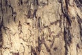 Tree bark texture.Old grunge wood texture use for background. Royalty Free Stock Photo