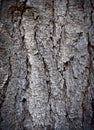 Tree bark texture of an old pine tree Royalty Free Stock Photo