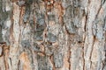Tree bark texture, old rough wood pattern Royalty Free Stock Photo