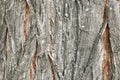 Tree bark texture, old rough wood pattern Royalty Free Stock Photo