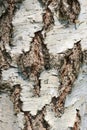Tree bark texture, old rough wood pattern Royalty Free Stock Photo