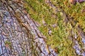 Tree bark texture overgrown with green moss as a background