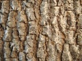 Tree bark texture and pattern in the forest,highly detailed. Royalty Free Stock Photo