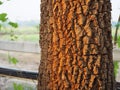 Tree bark texture and pattern on tree with sunlight background.highly detailed Royalty Free Stock Photo