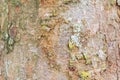 Tree bark texture pattern. wood rind for background with copy space add text Royalty Free Stock Photo