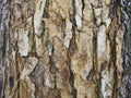 Tree bark texture. Royalty Free Stock Photo