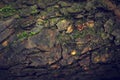 Tree bark texture after rain organic background Royalty Free Stock Photo