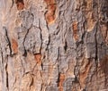 Tree bark texture Royalty Free Stock Photo