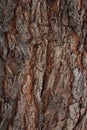 Tree bark texture with rough surface and detailed wooden pattern macro Royalty Free Stock Photo