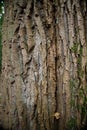 Tree bark texture, some moss and a small yellow leaf