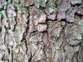 Tree bark texture, suitable for background Royalty Free Stock Photo