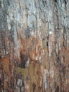 Tree bark texture, textured background wallpaper. Royalty Free Stock Photo