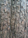 Tree bark texture, textured background wallpaper. Royalty Free Stock Photo