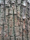 Tree bark texture, textured background wallpaper. Royalty Free Stock Photo