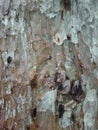 Tree bark texture, textured background wallpaper. Royalty Free Stock Photo