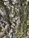 Tree Bark Texture. Royalty Free Stock Photo