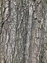 Tree Bark Texture. Royalty Free Stock Photo