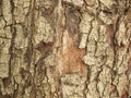 Tree bark texture