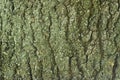 Tree bark texture Royalty Free Stock Photo
