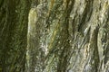 Tree bark texture Royalty Free Stock Photo