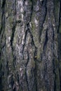 Tree bark texture. Tree trunk. Old wooden background. Trunk detail.