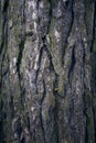 Tree bark texture. Tree trunk. Old wooden background. Trunk detail. Royalty Free Stock Photo