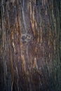 Tree bark texture. Tree trunk. Old wooden background. Trunk detail. Royalty Free Stock Photo