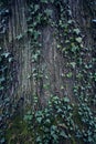 Tree bark texture. Tree trunk. Old wooden background. Trunk detail. Royalty Free Stock Photo