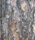 Tree bark texture. trunk of fir tree background.