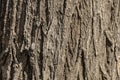Tree bark texture. Trunk wallpaper. Environment and nature concept.