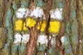 Tree bark texture with turistic sign Royalty Free Stock Photo