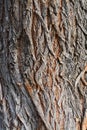 Tree bark texture, white willow (Salix alba) bark Royalty Free Stock Photo