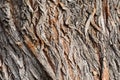 Tree bark texture, white willow (Salix alba) bark Royalty Free Stock Photo