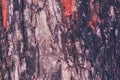 Tree bark texture. Wood bark background Royalty Free Stock Photo