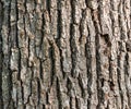 Tree bark texture wood closeup oak treebark dry forest woods textures trees close up macro dry trunk abstract background branch Royalty Free Stock Photo