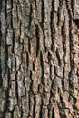 Tree bark texture wood closeup oak treebark dry forest woods textures trees close up macro dry trunk abstract background branch