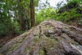 Tree bark texture and wood with green moss on it of wide angle