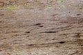 Tree bark texture woodbackground