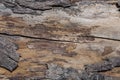 Tree bark texture woodbackground