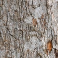 Tree bark textured and background. Cracked wood texture. Nature background.