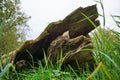 Tree bark, trunk fallen over by the wind. Blown over in the autumn season with stormy weather. Digesting compost.